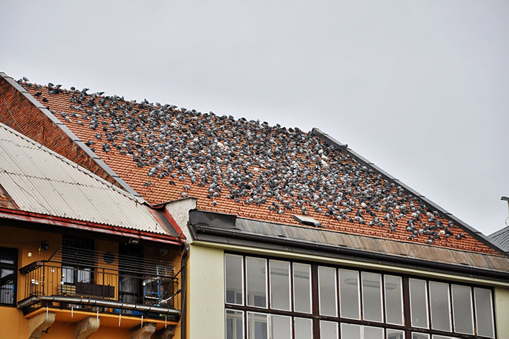 A2B Pest Control are able to install spikes to deter birds from roofs in Fleetwood. 