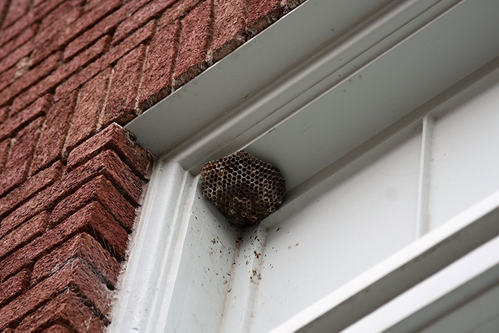 We provide a wasp nest removal service for domestic and commercial properties in Fleetwood.